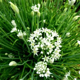 Graines Ciboule commune (Ciboule de chine, Ail chinois)