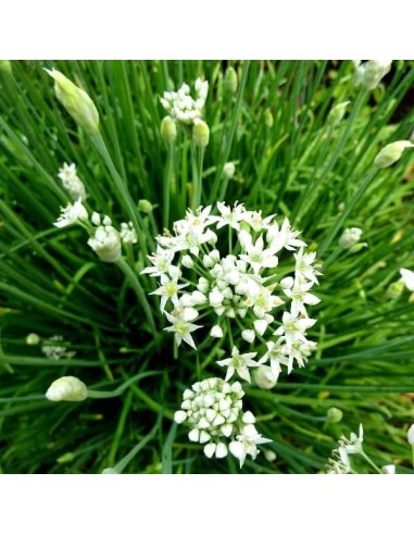 Graines Ciboule commune (Ciboule de chine, Ail chinois)