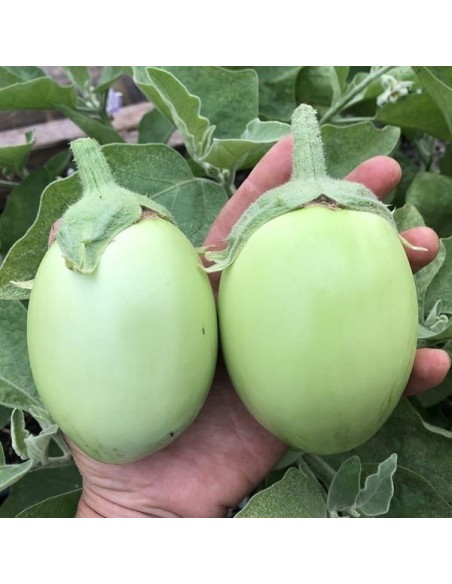 Aubergine Apple green