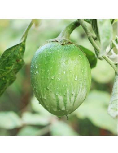 Aubergine Apple green