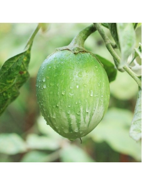 Aubergine Apple green