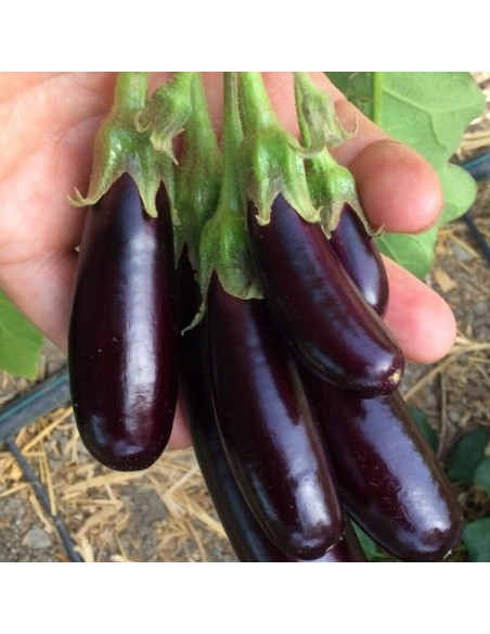 Aubergine Little finger