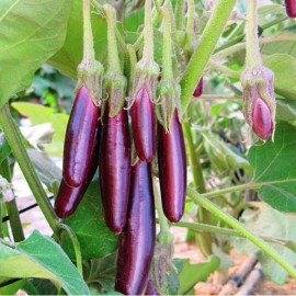 Aubergine Little finger