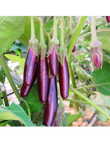 Aubergine Little finger