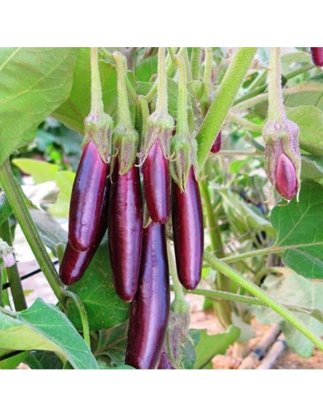 Aubergine Little finger