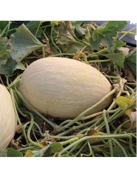 Melon Branco do Ribatejo