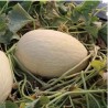 Melon Branco do Ribatejo