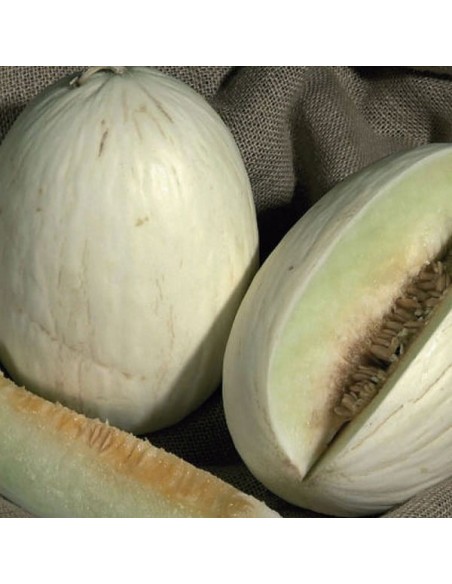 Melon Branco do Ribatejo