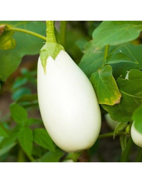 Aubergine Casper