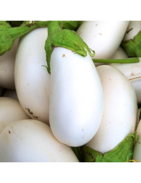 Aubergine Casper