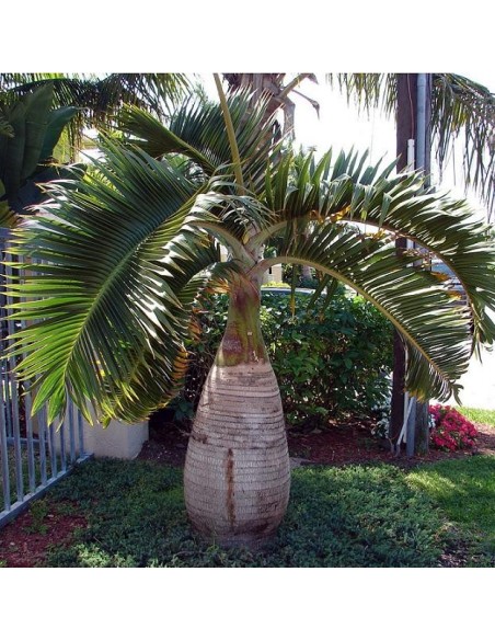 Hyophorbe lagenicaulis (Palmier bouteille)