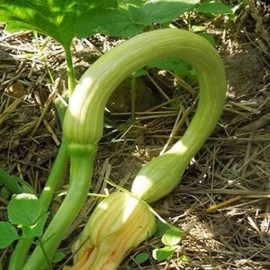Courge Tromboncino d'Albenga