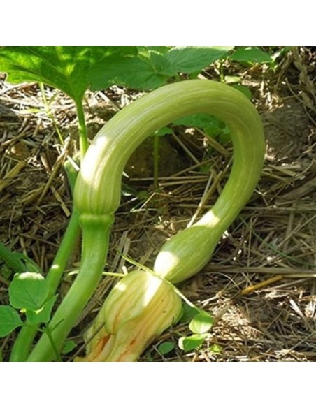 Courge Tromboncino d'Albenga