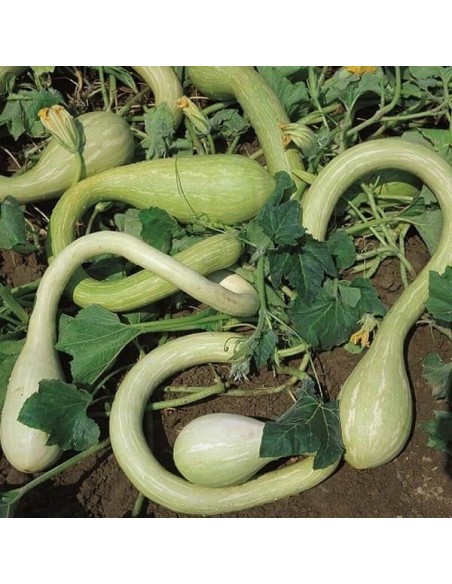 Courge Tromboncino d'Albenga