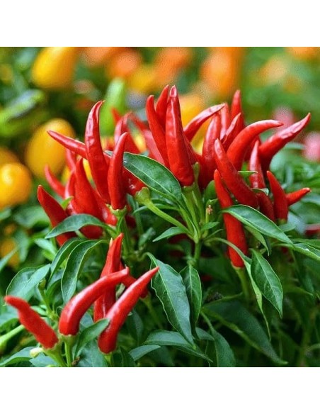 Piment De Thailande (Piment Oiseau)