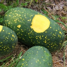 Pastèque Moon and Stars