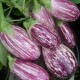 Aubergine Pandora striped rose