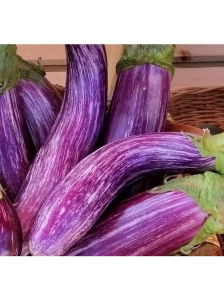 Aubergine Tsakoniki