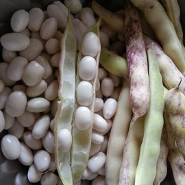 Haricot Pactol type Paimpol à écosser (haricot nain)