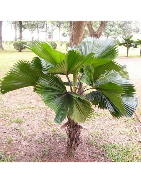 Licuala grandis (Palmier cuillère)