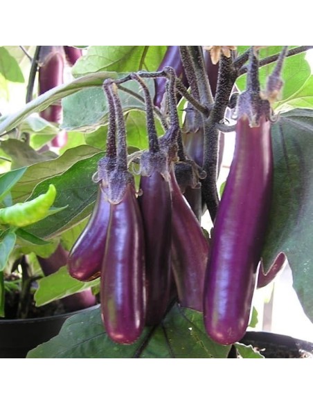 Aubergine Slim Jim