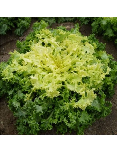 Chicorée frisée de Ruffec