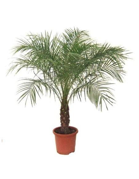 Phoenix roebelenii (Palmier dattier nain)