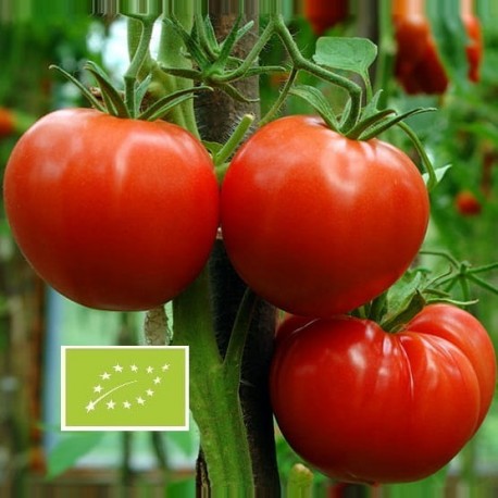 Tomate Reine des hâtives BIO (tomate ancienne)