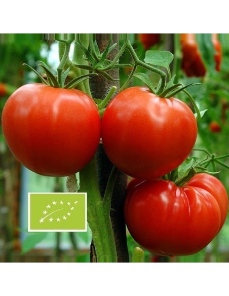 Tomate Reine des hâtives  BIO (tomate ancienne)