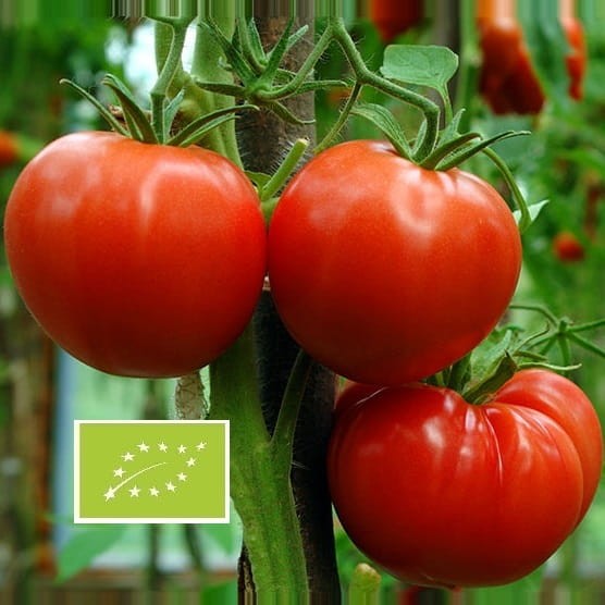 Comment réaliser avec succès vos semis de graine de tomate ?