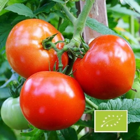 Tomate Précoce de Quimper BIO (tomate ancienne)