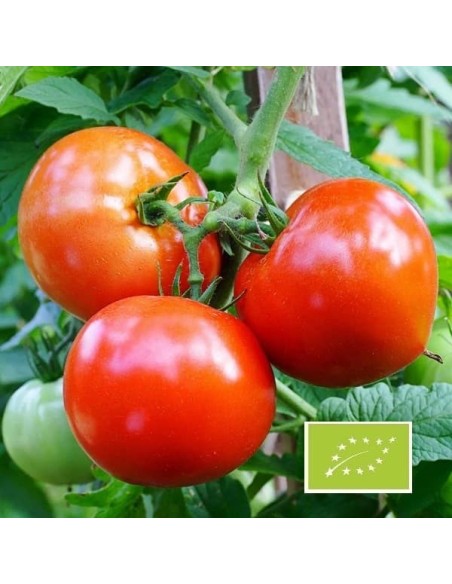 Tomate Précoce de Quimper BIO (tomate ancienne)