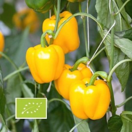 Poivron Mini Bell Yellow