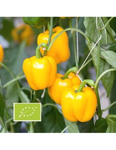 Poivron Mini Bell Yellow