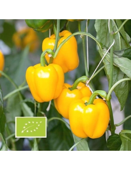 Poivron Mini Bell Yellow