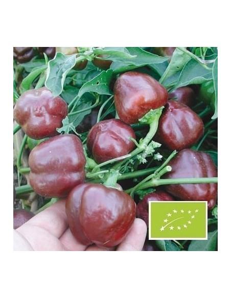 Graines Poivron 'mini Chocolate Bell'