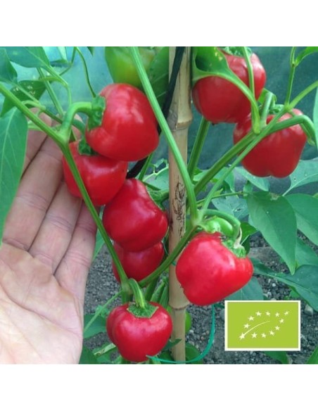 Poivron Mini Bell Red BIO