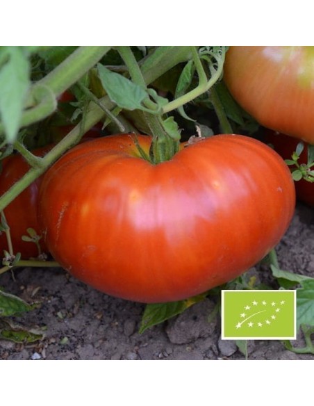 Tomate Aussie BIO