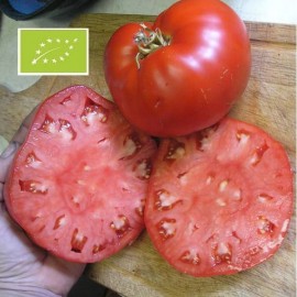 Tomate Aussie BIO