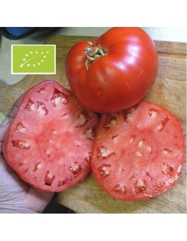Tomate Aussie BIO