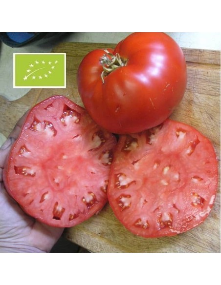 Tomate Aussie BIO