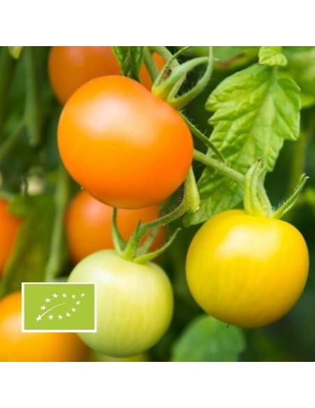 Tomate Auriga BIO