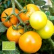 Tomate Auriga BIO