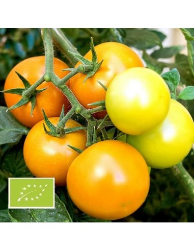Tomate Auriga BIO