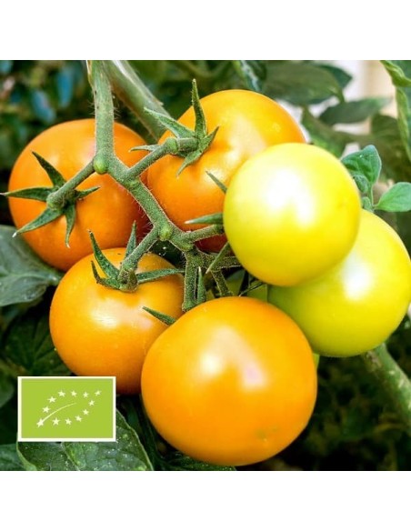 Tomate Auriga BIO