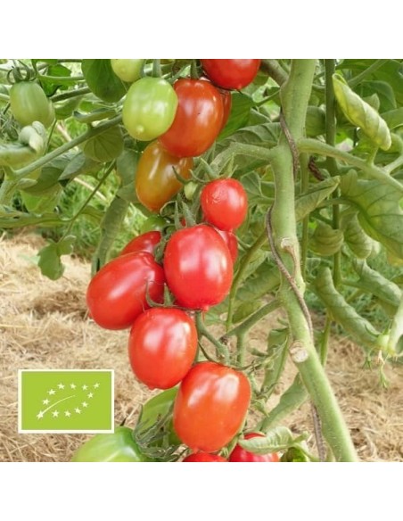 Tomate Grappoli d'inverno (tomate cerise)