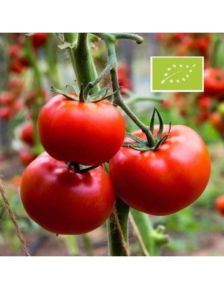 Tomate Moskvich BIO