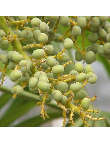 Trachycarpus fortunei (Palmier chanvre)