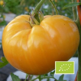 Tomate Jaune Saint Vincent BIO (tomate ancienne)