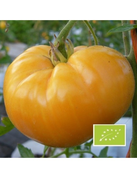 Tomate Jaune Saint Vincent BIO (tomate ancienne)